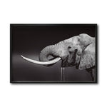 Cargar imagen en el visor de la galería, Cuadro Decorativo Fauna 003 -  Elefante Blanco y Negro
