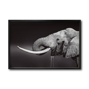 Cuadro Decorativo Fauna 003 -  Elefante Blanco y Negro