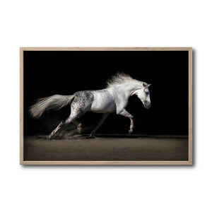 Cuadro Decorativo Caballos 004
