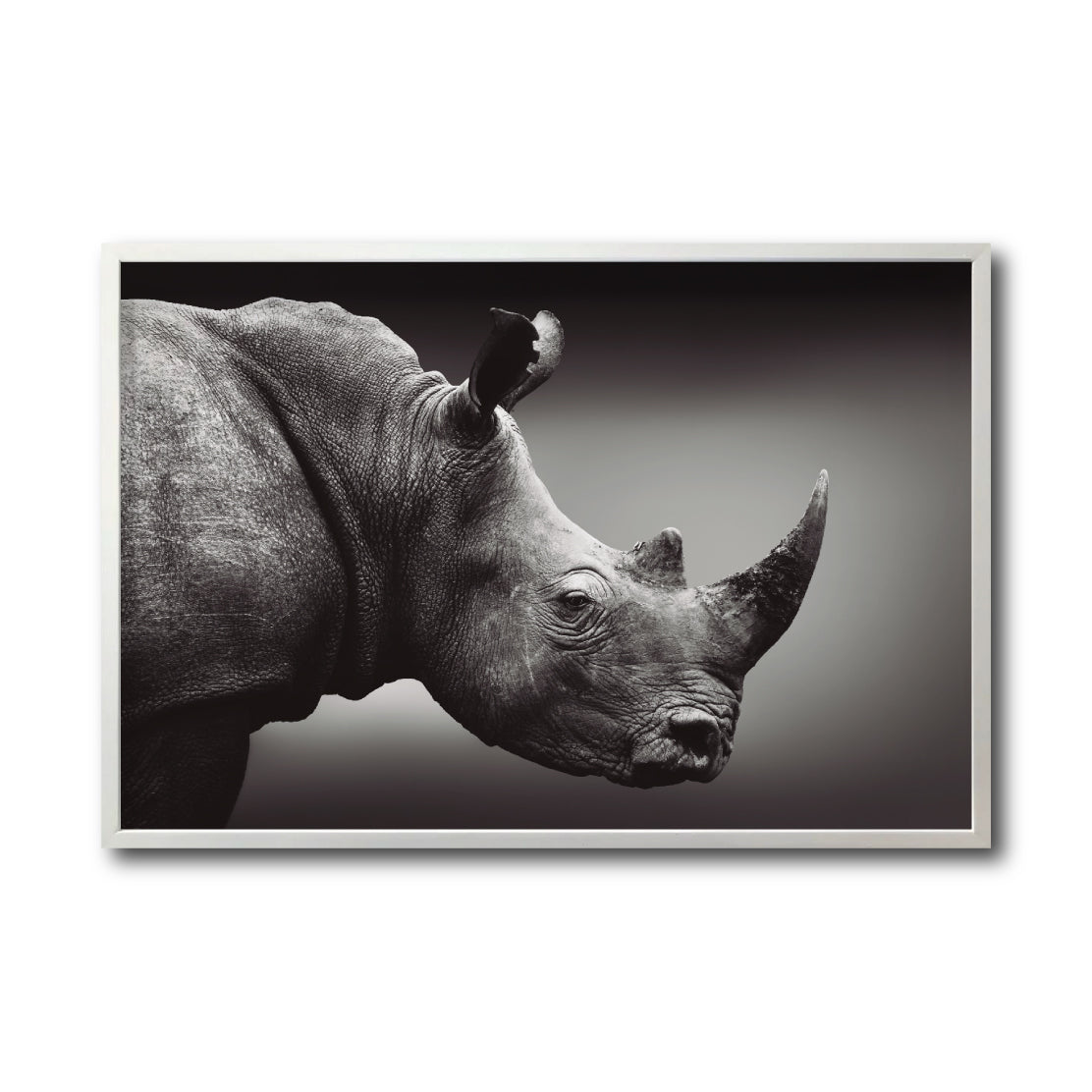 Cuadro Decorativo: Fauna 004 - Rinoceronte Blanco y Negro
