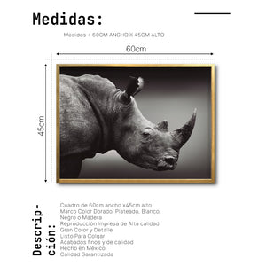 Cuadro Decorativo: Fauna 004 - Rinoceronte Blanco y Negro