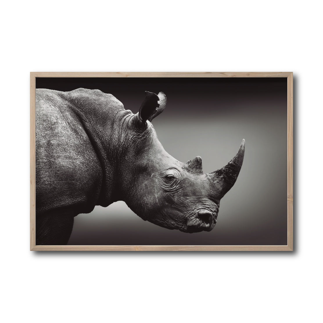 Cuadro Decorativo: Fauna 004 - Rinoceronte Blanco y Negro