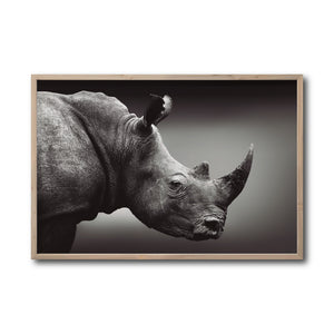 Cuadro Decorativo: Fauna 004 - Rinoceronte Blanco y Negro