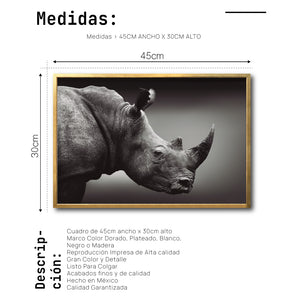 Cuadro Decorativo: Fauna 004 - Rinoceronte Blanco y Negro
