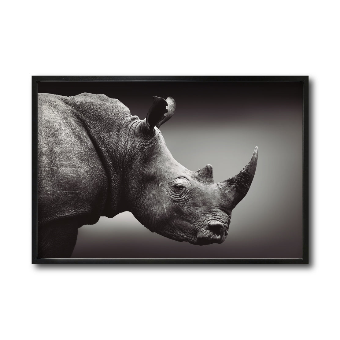 Cuadro Decorativo: Fauna 004 - Rinoceronte Blanco y Negro