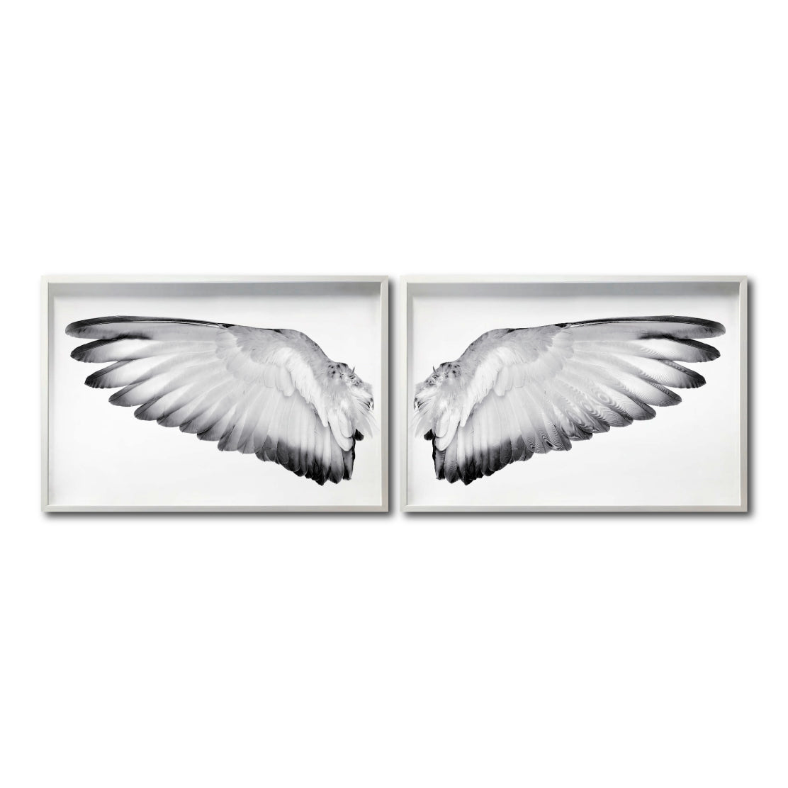 Set Cuadros Decorativos Alas 007