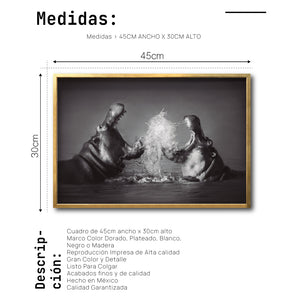 Cuadro Decorativo Fauna 007 - Hipopótamos Blanco y Negro