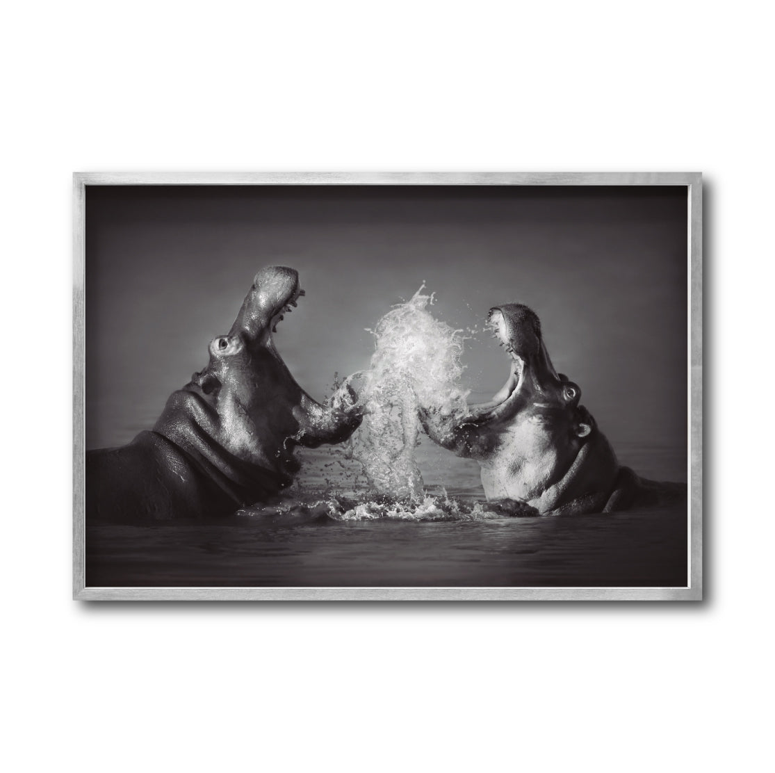 Cuadro Decorativo Fauna 007 - Hipopótamos Blanco y Negro