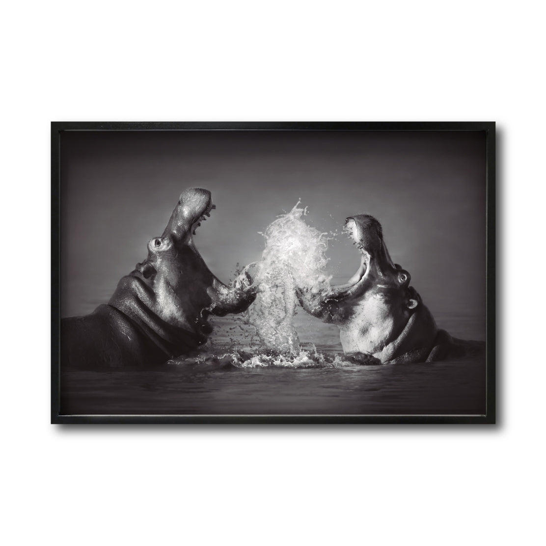 Cuadro Decorativo Fauna 007 - Hipopótamos Blanco y Negro