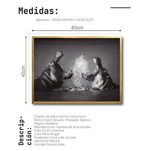 Cuadro Decorativo Fauna 007 - Hipopótamos Blanco y Negro
