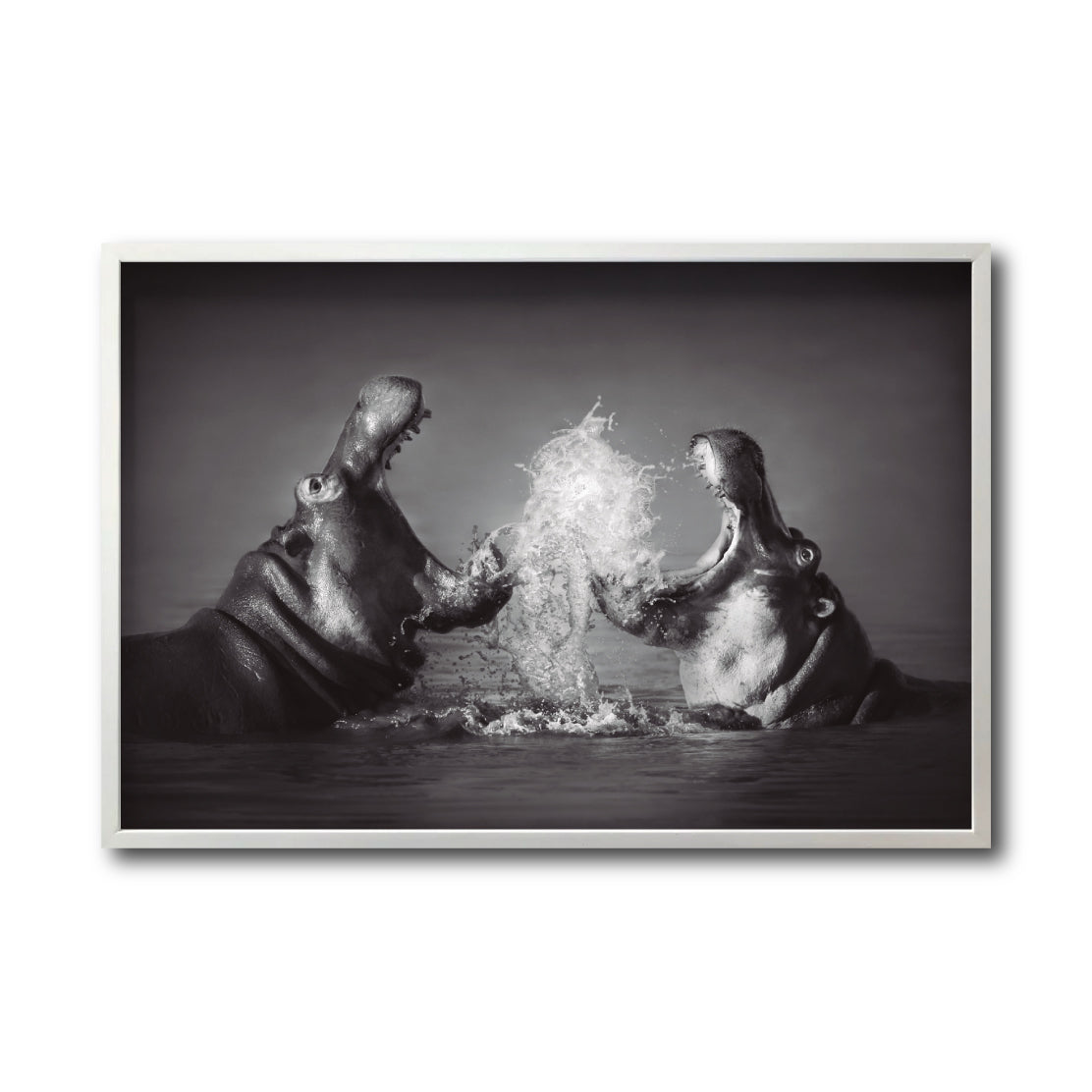Cuadro Decorativo Fauna 007 - Hipopótamos Blanco y Negro