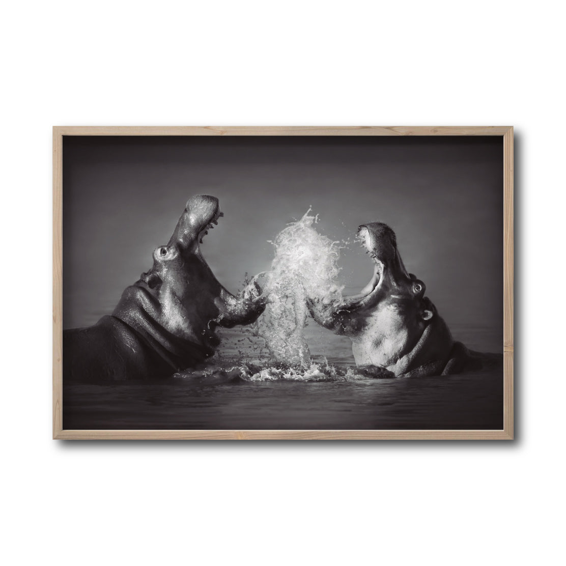 Cuadro Decorativo Fauna 007 - Hipopótamos Blanco y Negro