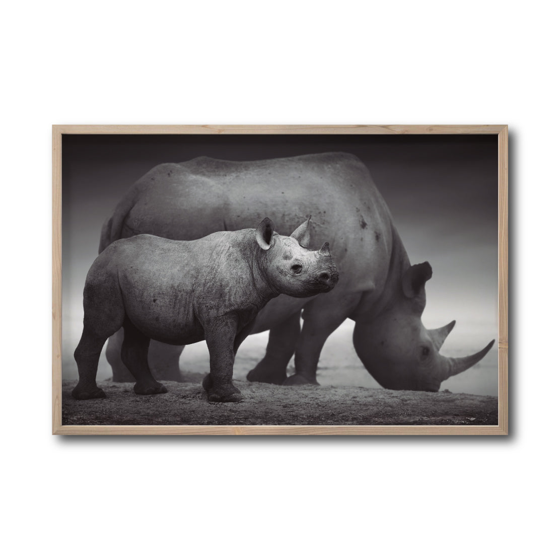 Cuadro Decorativo Fauna 006 - Rinocerontes Blanco y Negro
