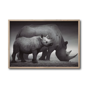 Cuadro Decorativo Fauna 006 - Rinocerontes Blanco y Negro