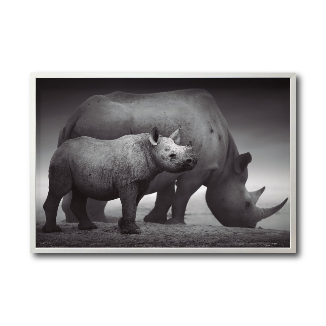 Cuadro Decorativo Fauna 006 - Rinocerontes Blanco y Negro
