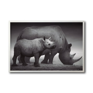 Cuadro Decorativo Fauna 006 - Rinocerontes Blanco y Negro