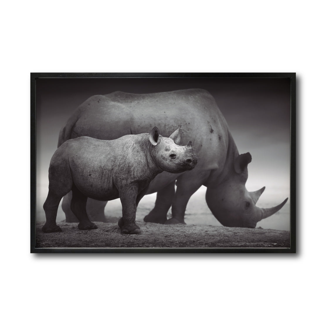 Cuadro Decorativo Fauna 006 - Rinocerontes Blanco y Negro
