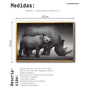 Cuadro Decorativo Fauna 006 - Rinocerontes Blanco y Negro