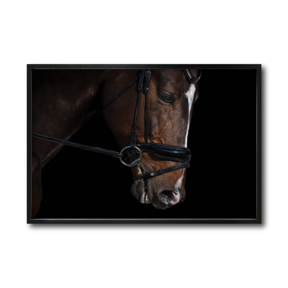 Cuadro Decorativo Caballos 008