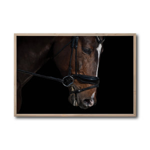 Cuadro Decorativo Caballos 008