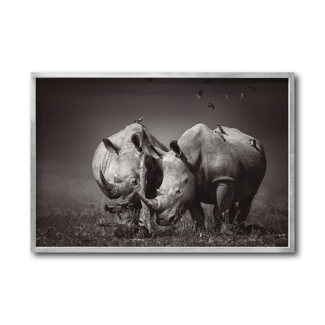 Cuadro Decorativo Fauna 008 - Pareja Rinocerontes Blanco y Negro