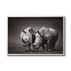 Cuadro Decorativo Fauna 008 - Pareja Rinocerontes Blanco y Negro