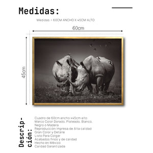 Cuadro Decorativo Fauna 008 - Pareja Rinocerontes Blanco y Negro