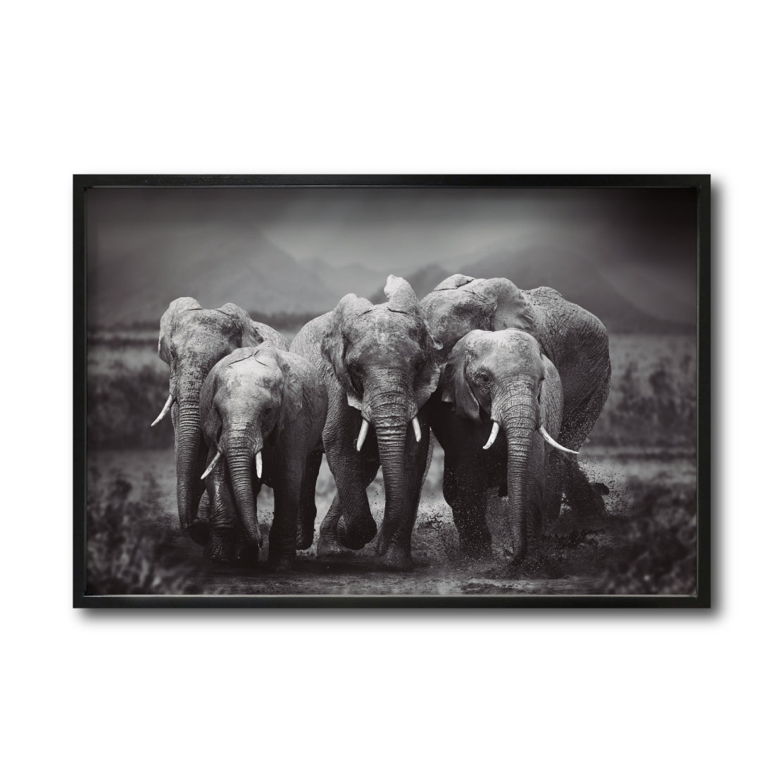 Cuadro Decorativo Fauna 009 - Familia Elefantes Blanco y Negro