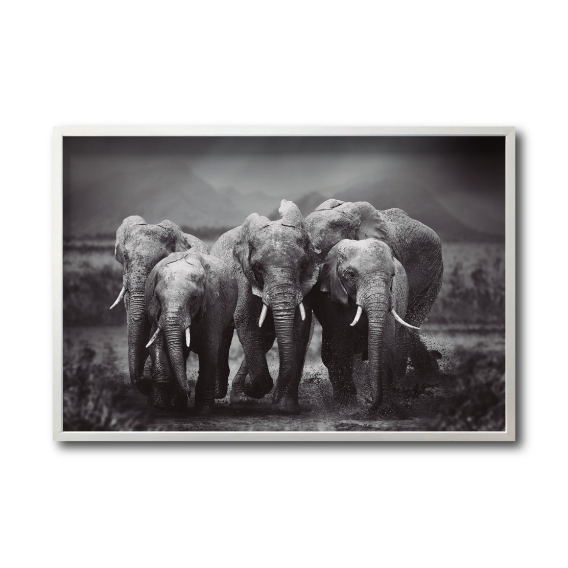 Cuadro Decorativo Fauna 009 - Familia Elefantes Blanco y Negro