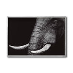 Cargar imagen en el visor de la galería, Cuadro Decorativo Fauna 010 - Elefante Blanco y Negro
