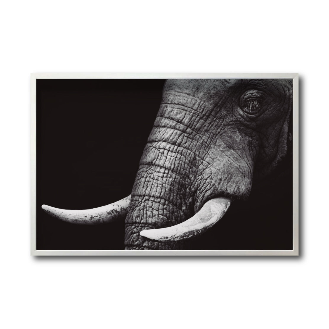 Cuadro Decorativo Fauna 010 - Elefante Blanco y Negro