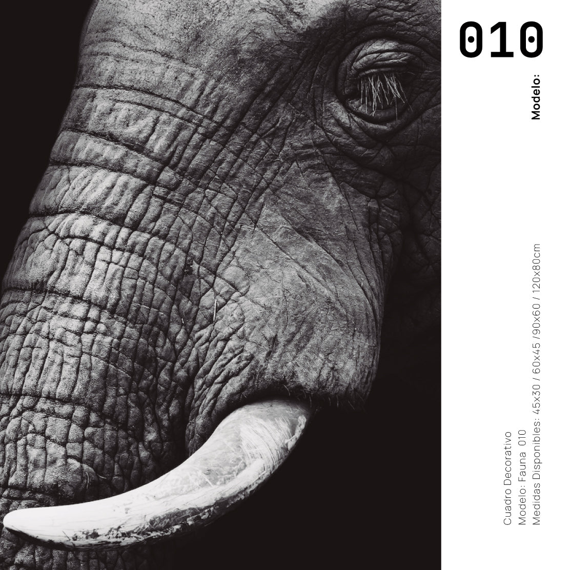 Cuadro Decorativo Fauna 010 - Elefante Blanco y Negro