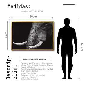 Cuadro Decorativo Fauna 010 - Elefante Blanco y Negro