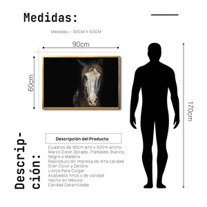 Cuadro Decorativo Caballos 011