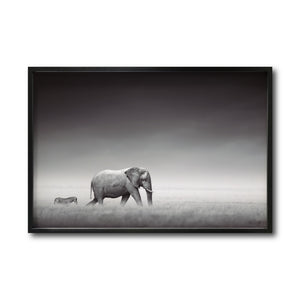 Cuadro Decorativo Fauna 011 - Elefante y Cebra Blanco y Negro