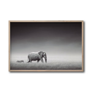 Cuadro Decorativo Fauna 011 - Elefante y Cebra Blanco y Negro