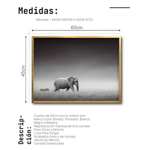 Cuadro Decorativo Fauna 011 - Elefante y Cebra Blanco y Negro