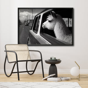 Compra cuadros decorativos Canvas de Animals Car window para sala. Animales Clásicos, moderno, Blanco y Negro. Llama