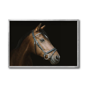Cuadro Decorativo Caballos 012