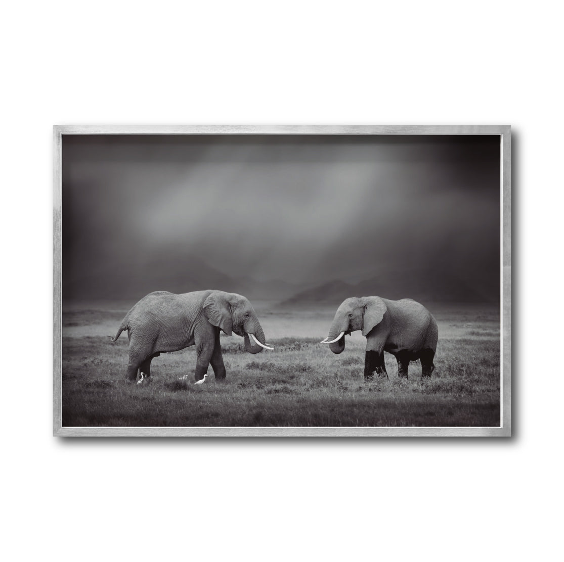 Cuadro Decorativo Fauna 012 - Pareja Elefantes Blanco y Negro