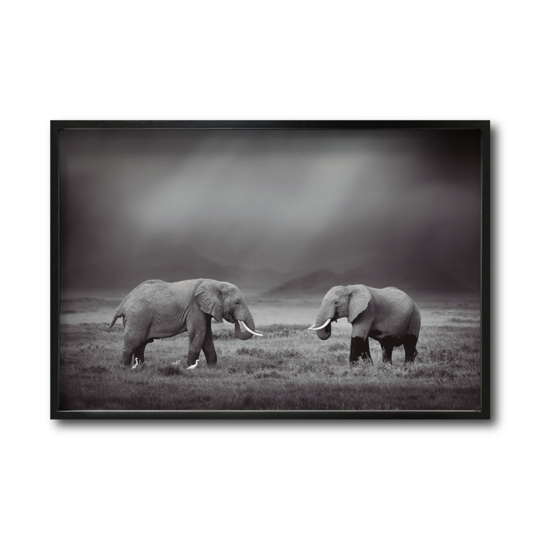 Cuadro Decorativo Fauna 012 - Pareja Elefantes Blanco y Negro