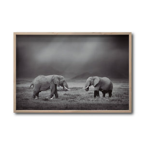 Cuadro Decorativo Fauna 012 - Pareja Elefantes Blanco y Negro