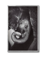 Cargar imagen en el visor de la galería, Cuadro Decorativo Fauna 013 - Elefantes Blanco y Negro
