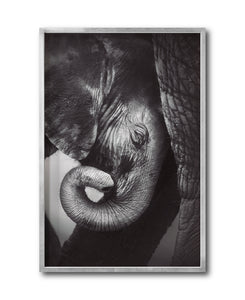 Cuadro Decorativo Fauna 013 - Elefantes Blanco y Negro