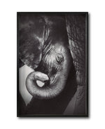 Cargar imagen en el visor de la galería, Cuadro Decorativo Fauna 013 - Elefantes Blanco y Negro
