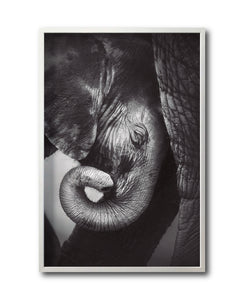 Cuadro Decorativo Fauna 013 - Elefantes Blanco y Negro