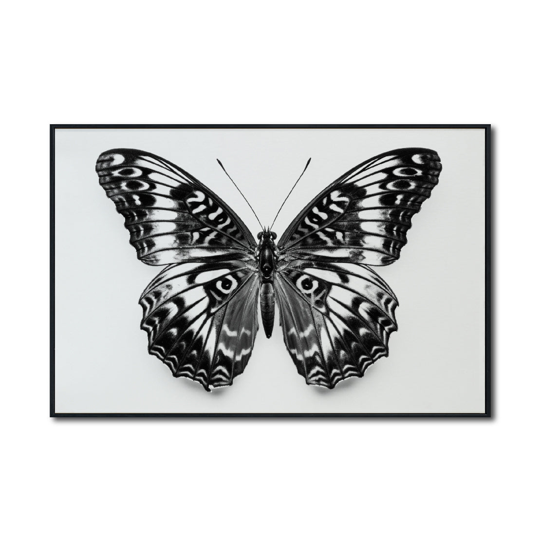 Cuadro Decorativos Alas 017