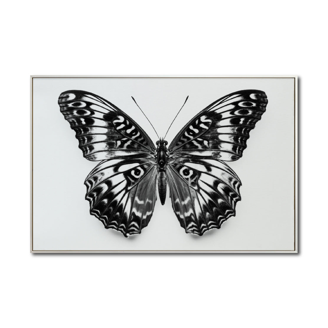 Cuadro Decorativos Alas 017
