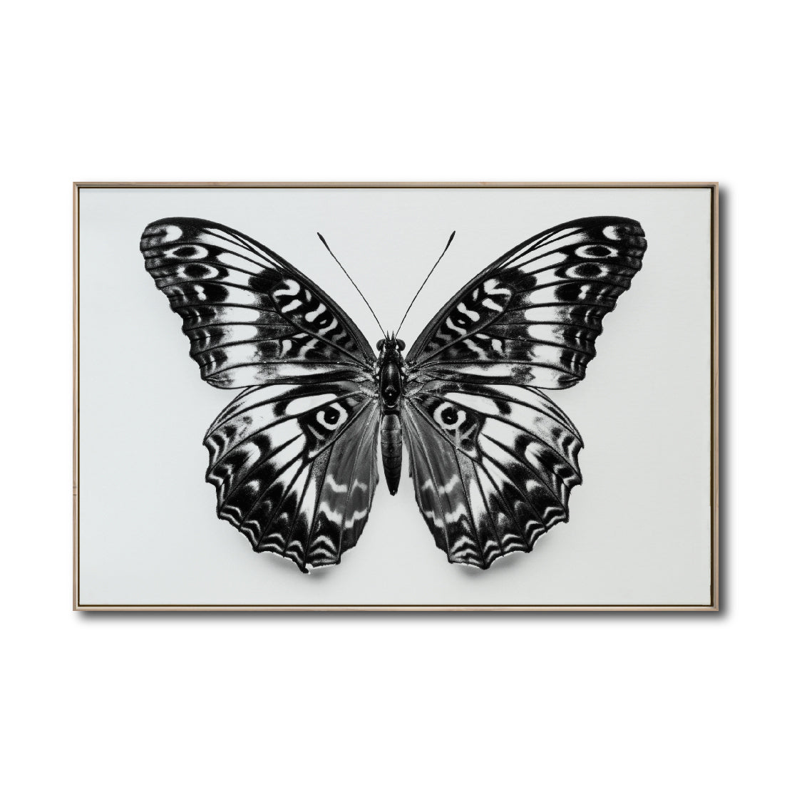 Cuadro Decorativos Alas 017