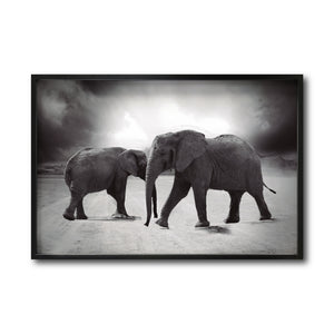 Cuadro Decorativo Fauna 018 - Elefantes Blanco y Negro